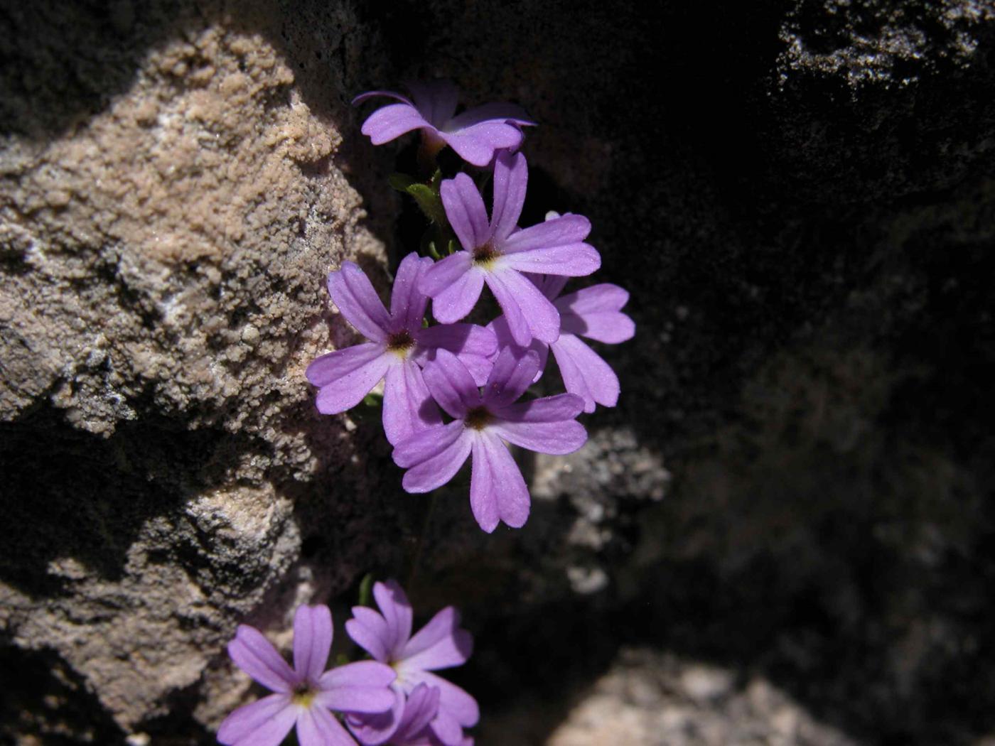 Foxglove, Fairy, Alpine Erinus flower